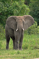 Fototapeta premium A Wildlife Photography Adventure