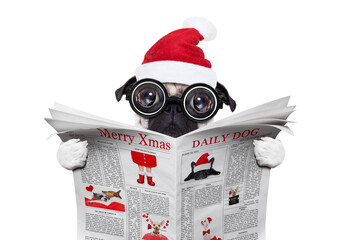 dumb crazy pug dog with nerd glasses as an office business worker, isolated on white background, on christmas holidays vacation with santa claus hat ,reading a newspaper or magazine