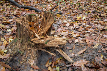 Old rotten stump. Broken stump of an old rotten tree