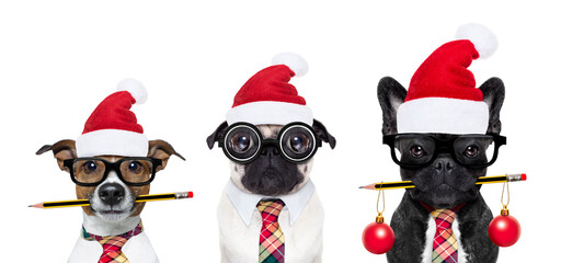 row or group of dogs in working team with nerd glasses as an office business worker, isolated on...