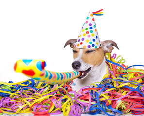 happy jack russell dog having a party with serpentine streamers, for  new years eve and blowing a whistle horn