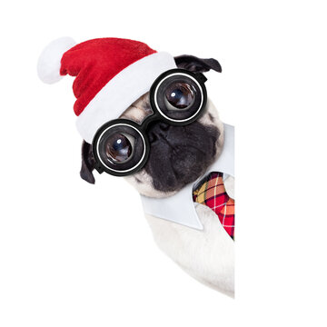 dumb crazy pug dog with nerd glasses as an office business worker, isolated on white background, on christmas holidays vacation with santa claus hat , behind  empty banner or placard