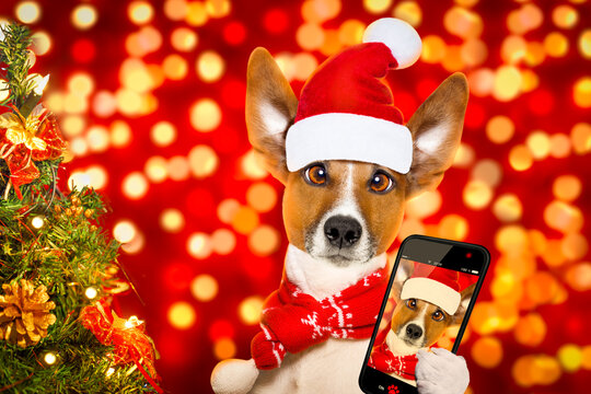christmas  santa claus  jack russell dog with blur lights  background with  red  hat , behind  ,xmas decoration tree ,funny crazy silly eyes, taking a selfie with smartphone or cell phone