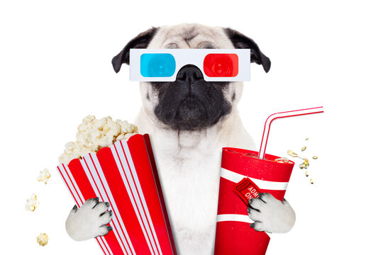 pug dog watching a movie in a cinema theater, with soda and popcorn wearing  3d glasses, isolated on white background