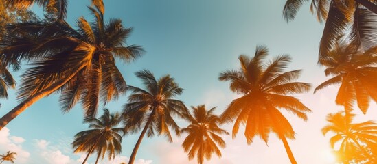 Fototapeta na wymiar Summer beach background palm trees against blue sky banner panorama, travel destination. Tropical beach background with palm trees silhouette at sunset