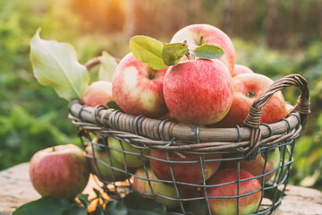 Fresh ripe apples in the basket in the open air. Healthy food
