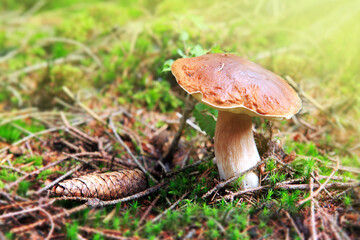 Boletus edulis is edible mushroom. Pporcini on moss in forest. Healthy and delicates food.