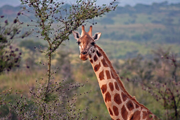 A Wildlife Photography Adventure