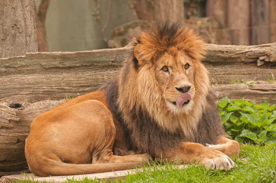 It is image of lion