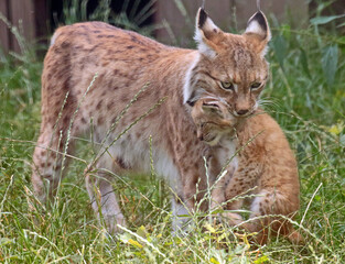lynx in the forest © Nafis