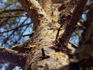 Fototapeta premium The sun's rays on the bark of a pine tree.