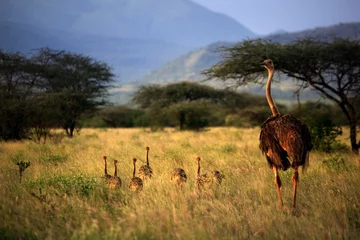 Foto op Plexiglas An adult ostrich with young chicks in Tsavo park. Kenya © Designpics