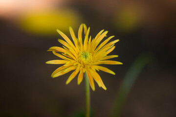Flowers Kerala Gods Own Country India Kerala tourism 