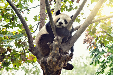 Fototapeta premium Giant Panda sleeps on the tree brunch.