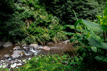 Jungle Creek on the island of Sao Miguel in the Azores. On the hicking path to Cascata de Ribeira Quente waterfall 