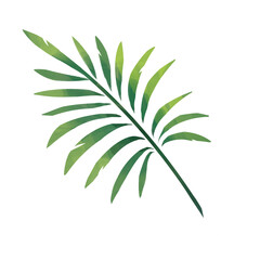 palm tree leaf