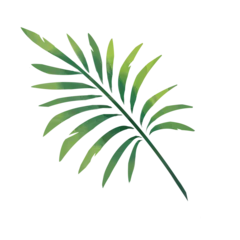 Photo sur Plexiglas Monstera palm tree leaf
