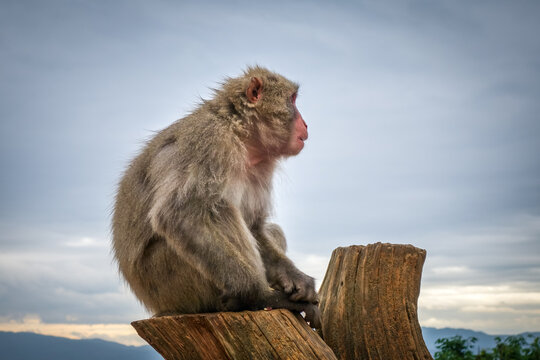 Japanese macaque on a trunk in Iwatayama monkey park, Kyoto, Japan