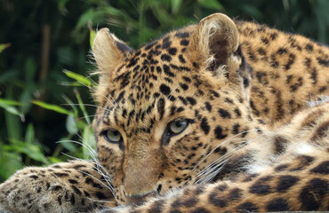 close up of leopard