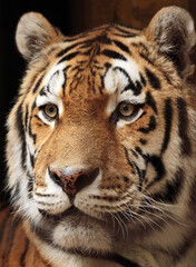 portrait of a bengal tiger