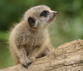 meerkat on the lookout