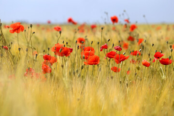 Photo of beautiful poppies blossoming in a meadow