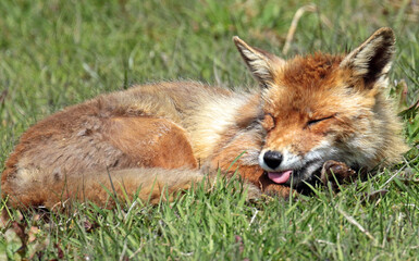 red fox in the grass