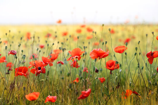 Photo of beautiful poppies blossoming in a meadow