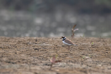 Little ringed plover or Charadrius dubius observed in Gajoldaba in West Bengal