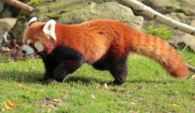 red panda bear