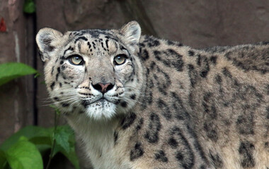 Obraz premium close up of a leopard