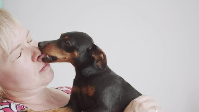 A hostess woman poses with her pet, an affectionate little dog that licks her face. Doberman pinscher dwarf