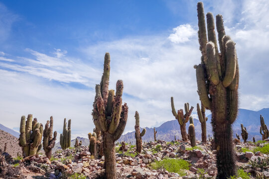 Giant cactus in the Tilcara quebrada moutains, Argentina