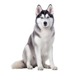 siberian husky