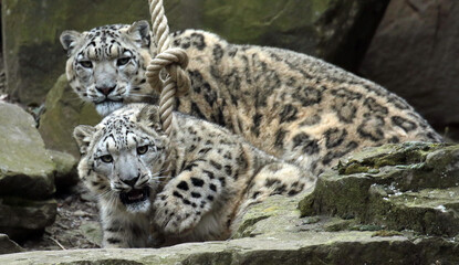 Obraz premium leopard in the zoo