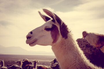 Lamas Lamas herd in Eduardo Avaroa National Park, Bolivia © Designpics