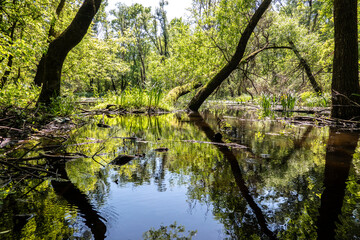 Beautiful marshes with fauna and flora in a protected area