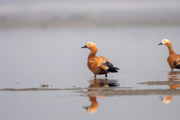 Ruddy shelduck or Tadorna ferruginea observed in Gajoldaba in Weset Bengal,India