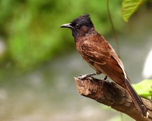 A very common and sweet bird