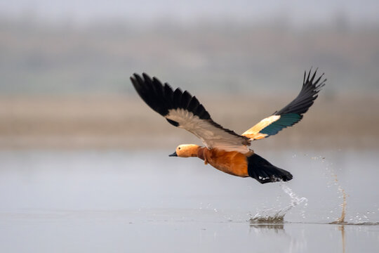 Ruddy shelduck or Tadorna ferruginea observed in Gajoldaba in Weset Bengal,India