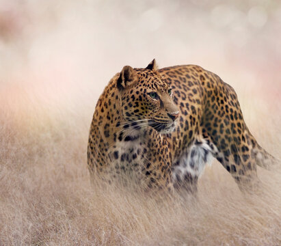 Leopard walking in the grassland