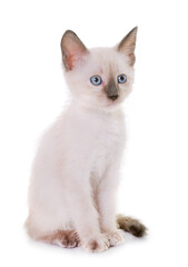 Fototapeta premium young kitten in front of white background