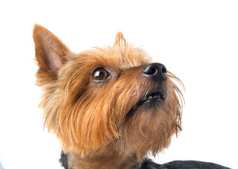 Close up of cute yorkshire terrier dog on white background