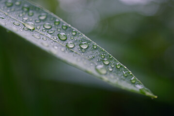 Gouttes d'eau de pluie sur feuille de laurier rose