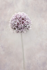 Beautiful allium flower blooming in the garden