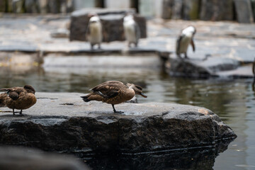 Duck on a rock