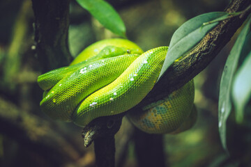 Green snake on a branch