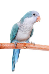 Monk parakeet in front of white background