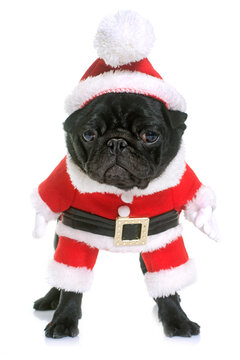 dressed puppy black pug in front  of white background