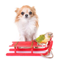 dog, bird and christmas decoration in front of white background